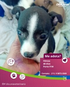 ME ADOTA?