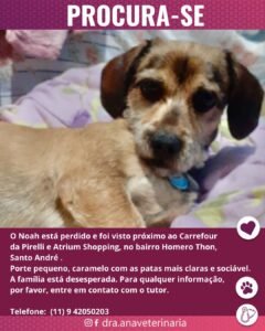 CACHORRO PERDIDO